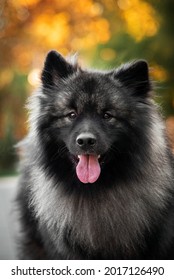 1,221 Wolf spitz Images, Stock Photos & Vectors | Shutterstock