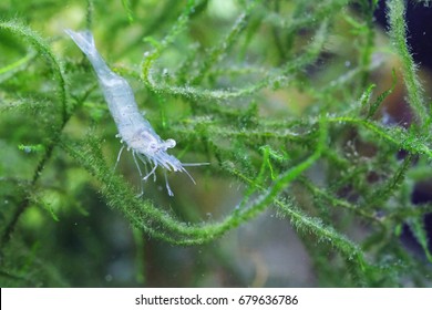 Portrait of a Ghost Shrimp