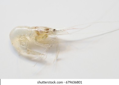 Portrait of a Ghost Shrimp