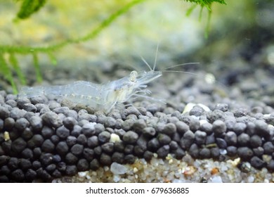 Portrait Ghost Shrimp Stock Photo 679636885 | Shutterstock