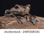 Portrait of a Giant Gladiator Treefrog on a branch
