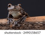 Portrait of a Giant Gladiator Treefrog on a branch
