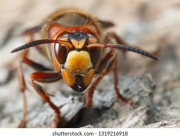 Portrait of giant hornet (Vespa crabro) over grey weathered pine wooden background