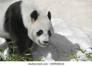 Portrait Of Giant Panda (Ailuropoda Melanoleuca), Also Known As Panda Bear Or Simply Panda, On Snow In Winter