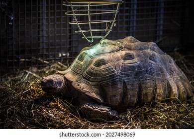 A Portrait Of Giant Seychelles Tortoise 