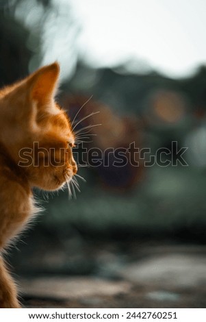 Portrait of ginger adorable kitten looking. Tiny kitty cat. curious small red kitten with beautiful green eyes.