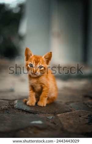 Portrait of ginger adorable kitten looking. Tiny kitty cat. curious small red kitten with beautiful green eyes. Looking at you