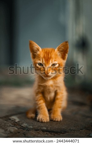 Portrait of ginger adorable kitten looking. Tiny kitty cat. curious small red kitten with beautiful green eyes.sleepy