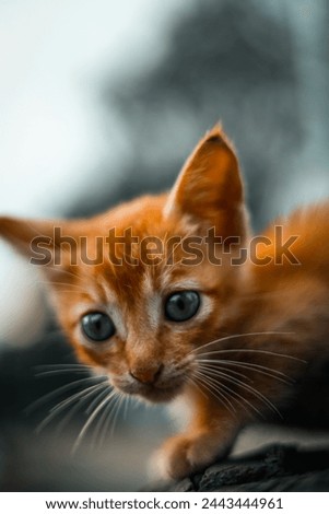 Portrait of ginger adorable kitten looking. Tiny kitty cat. curious small red kitten with beautiful green eyes