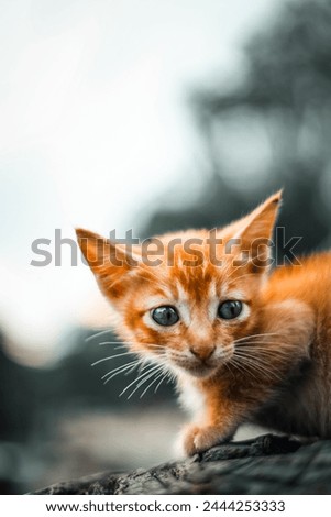 Portrait of ginger adorable kitten looking. Tiny kitty cat. curious small red kitten with beautiful green eyes