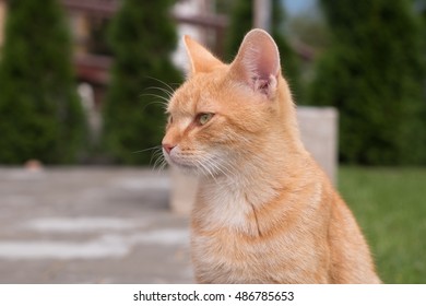 Portrait of ginger cat
