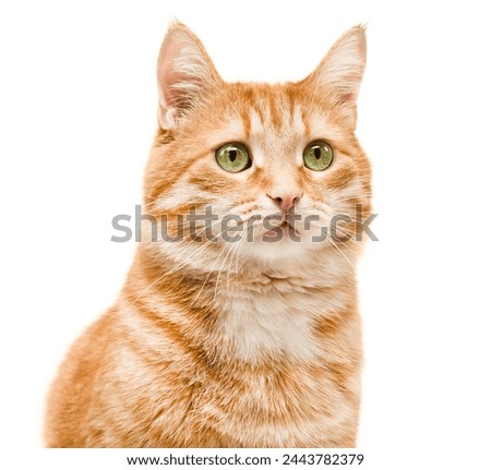 portrait of a ginger cat
