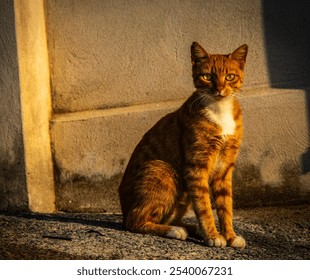 Portrait of a ginger cat with intense yellow eyes, sitting in warm sunlight against a textured wall - Powered by Shutterstock