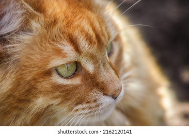 A portrait of a ginger cat looking into the distance. Close up. - Powered by Shutterstock