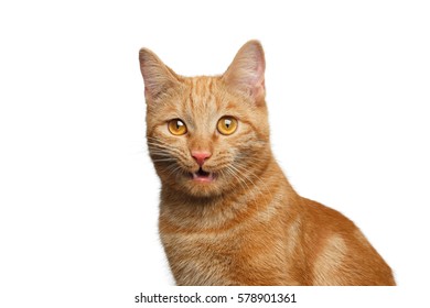 Portrait of Ginger Cat Open mouth on Isolated white background, side view