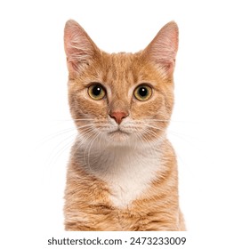 Portrait of ginger cat staring with intense gaze on white background - Powered by Shutterstock