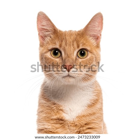 Portrait of ginger cat staring with intense gaze on white background