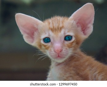 Kitten with Big Ears Images, Stock Photos \u0026 Vectors