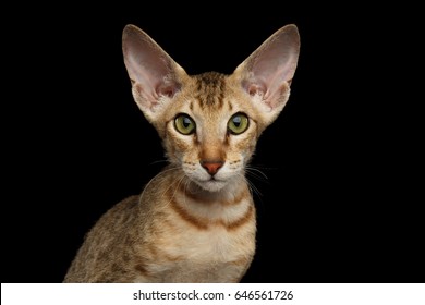 Peterbald Images Stock Photos Vectors Shutterstock