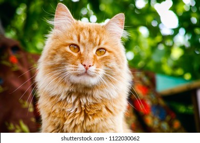 Portrait of ginger tabby cat outside. Close-up.