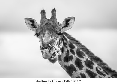 Portrait Of Giraffe In Black And White