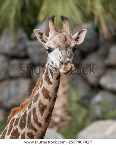 A Portrait of a giraffe with a blurred background