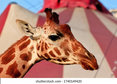 Portrait Of Giraffe In The Circus.