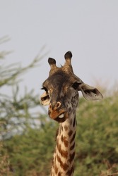 Portrait Of A Giraffe With A Funny Face Sticking Out Its Tongue