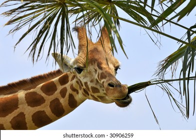 Portrait of giraffe (Giraffa camelopardalis) eating a leaf palm tree on blue sky background