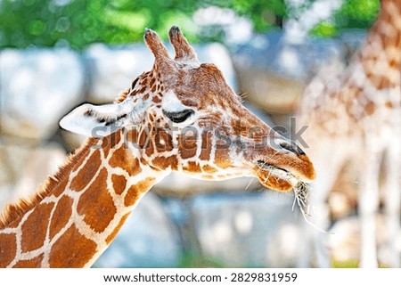 Portrait of a Giraffe, Giraffa, as it eats some grass. This is an even-toed ungulate mammal native to Africa, the tallest living terrestrial animal and the largest ruminant on Earth.