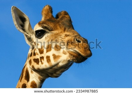 Portrait of a giraffe high in the sky.