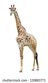 Portrait Of A Giraffe Isolated  On White Background