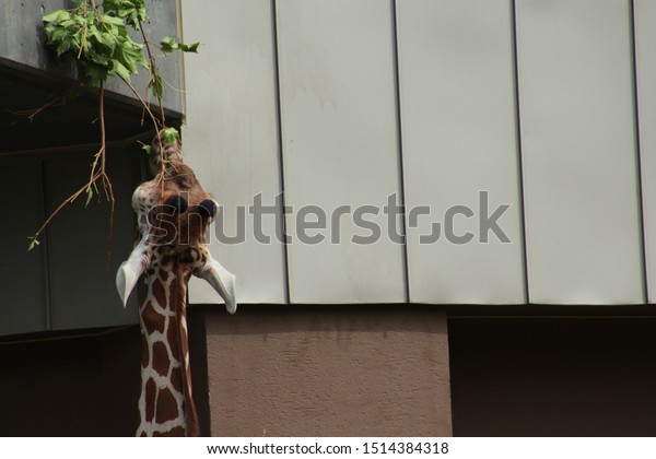 Portrait Giraffe Japan Stock Photo Edit Now