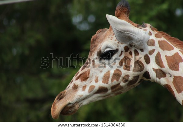 Portrait Giraffe Japan Stock Photo Edit Now