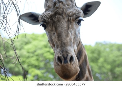 Portrait of a Giraffe Looking at the Camera