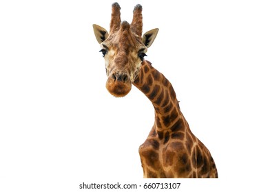 Portrait Of A Giraffe Looking At The Camera Isolated On White Background