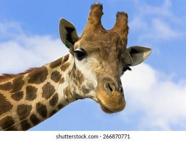 	Portrait of a giraffe on the background of blue sky. 