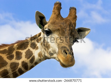 	Portrait of a giraffe on the background of blue sky. 