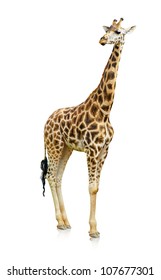 Portrait Of A Giraffe On White Background