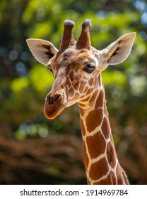 Portrait Of A Giraffe At The Zoo