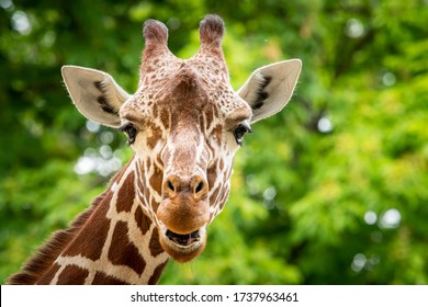 Portrait of a giraffe in a zoo, sunny day in spring