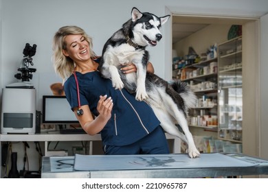 Portrait Of Glad Female Veterinarian Inspecting Health Status Of Siberian Husky Dog.