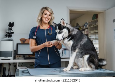 Portrait Of Glad Female Veterinarian Inspecting Health Status Of Siberian Husky Dog.