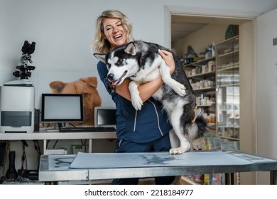 Portrait Of Glad Female Veterinarian Inspecting Health Status Of Siberian Husky Dog.