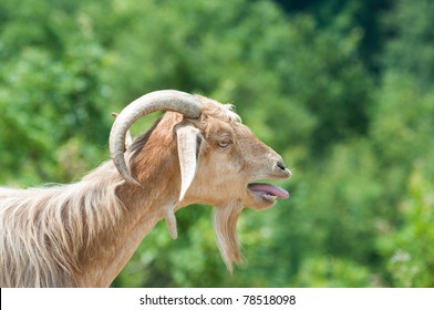 Bleating Goat Images Stock Photos Vectors Shutterstock