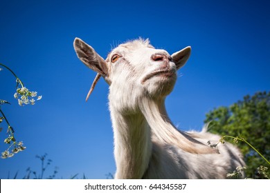 Portrait Of A Goat Chewing