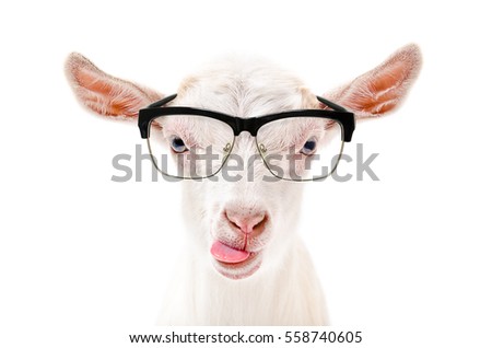 Portrait of a goat in glasses showing tongue, isolated on white background