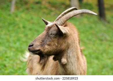 Portrait of goat on a background of green grass. - Shutterstock ID 225818923