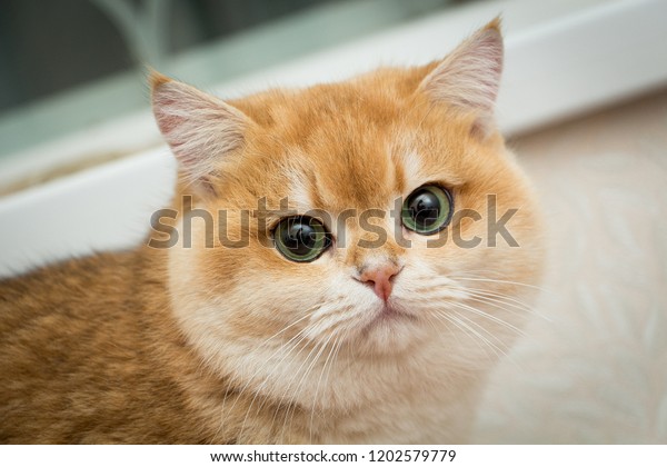 Portrait Golden British Cat Closeup That Stock Photo Edit Now