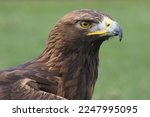 Portrait of a Golden Eagle against a green background
